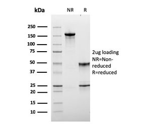 SDS-PAGE analysis of purified, BSA-free LAG3 antibody as confirmation of integrity and purity.