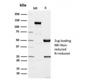 SDS-PAGE analysis of purified, BSA-free DNA Ligase 1 antibody (clone 1A9) as confirmation of integrity and purity.