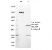 SDS-PAGE analysis of purified, BSA-free LMO2 antibody as confirmation of integrity and purity.