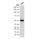 Western blot testing of human HeLa cell lysate with p53 antibody (SPM514). Expected molecular weight ~53 kDa.