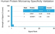 Analysis of HuProt(TM) microarray containing more than 19,000 full-length human proteins using LSP1 antibody (clone LSP1/3025). These results demonstrate the foremost specificity of the LSP1/3025 mAb. Z- and S- score: The Z-score represents the strength of a signal that an antibody (in combination with a fluorescently-tagged anti-IgG secondary Ab) produces when binding to a particular protein on the HuProt(TM) array. Z-scores are described in units of standard deviations (SD's) above the mean value of all signals generated on that array. If the targets on the HuProt(TM) are arranged in descending order of the Z-score, the S-score is the difference (also in units of SD's) between the Z-scores. The S-score therefore represents the relative target specificity of an Ab to its intended target.