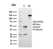 SDS-PAGE analysis of purified, BSA-free LSP1 antibody as confirmation of integrity and purity.