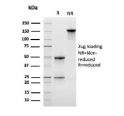 SDS-PAGE analysis of purified, BSA-free LSP1 antibody as confirmation of integrity and purity.