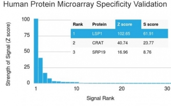 Analysis of HuProt(TM) microarray containing more than 19,000 full-length human proteins using LSP1 antibody (clone LSP1/3042). These results demonstrate the foremost specificity of the LSP1/3042 mAb. Z- and S- score: The Z-score represents the strength of a signal that an antibody (in combination with a flu