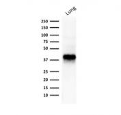 Western blot testing of human lung tissue lysate with EpCAM antibody. Expected molecular weight: ~35 kDa (unmodified), 40-43 kDa (glycosylated).
