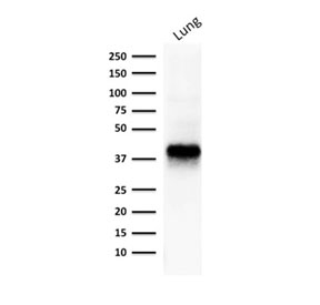 Western blot testing of human lung tissue lysate with EpCAM antibody. Expected molecular weight: ~35 kDa (unmodified), 40-43 kDa (glycosylated).