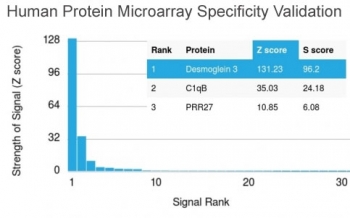 Analysis of HuProt(TM) microarray containing more than 19,000 full-length human proteins using Desmoglein 3 antibody (clone DSG3/2838). These results demonstrate the foremost specificity of the DSG3/2838 mAb.<BR>Z- and S- score: The Z-score represents the strength of a signal that an antibody (in combination with a fluorescently-tagged anti-IgG secondary Ab) produces when binding to a particular protein on the HuProt(TM) array. Z-scores are described in units of standard deviations (SD's) above the mean value of all signals generated on that array. If the targets on the HuProt(TM) are arranged in descending order of the Z-score, the S-score is the difference (also in units of SD's) between the Z-scores. The S-score therefore represents the relative target specificity of an Ab to its intended target.