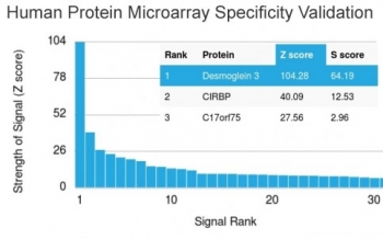 Analysis of HuProt(TM) microarray containing more than 19,000 full-length human proteins using Desmoglein 3 antibody (clone DSG3/2839). These results demonstrate the foremost specificity of the DSG3/2839 mAb.<BR>Z- and S- score: The Z-score represents the strength of a signal that an antibody (in combination with a fluorescently-tagged anti-IgG secondary Ab) produces when binding to a particular protein on the HuProt(TM) array. Z-scores are described in units of standard deviations (SD's) above the mean value of all signals generated on that array. If the targets on the HuProt(TM) are arranged in descending order of the Z-score, the S-score is the difference (also in units of SD's) between the Z-scores. The S-score therefore represents the relative target specificity of an Ab to its intended target.