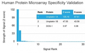 Analysis of HuProt(TM) microarray containing more than 19,000 full-length human proteins using Uroplakin 1A antibody (clone UPK1A/2925). These results demonstrate the foremost specificity of the UPK1A/2925 mAb.<BR>Z- and S- score: The Z-score represents the strength of a signal that an antibody (in combination with a fluorescently-tagged anti-IgG secondary Ab) produces when binding to a particular protein on the HuProt(TM) array. Z-scores are described in units of standard deviations (SD's) above the mean value of all signals generated on that array. If the targets on the HuProt(TM) are arranged in descending order of the Z-score, the S-score is the difference (also in units of SD's) between the Z-scores. The S-score therefore represents the relative target specificity of an Ab to its intended target.