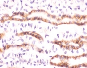 IHC staining of FFPE human kidney with recombinant Erythropoietin antibody (clone ERTP-1). HIER: boil tissue sections in pH 9 10mM Tris with 1mM EDTA for 10-20 min followed by cooling at RT for 20 min.