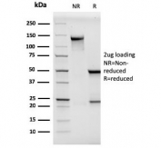 SDS-PAGE analysis of purified, BSA-free MCAM antibody (clone MCAM/3046) as confirmation of integrity and purity.