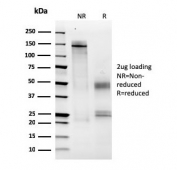 SDS-PAGE analysis of purified, BSA-free MCM6 antibody (clone MCM6/2999) as confirmation of integrity and purity.