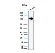 Western blot testing of human HeLa cell lysate with MCM6 antibody. Expected molecular weight: 92-105 kDa.