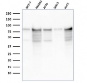 Western blot testing of human samples with recombinant MCM7 antibody (clone rMCM7/1468). Expected molecular weight: 80-90 kDa.
