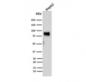 Western blot testing of human HepG2 cell lysate with MDM2 antibody (clone SMP14). Predicted molecular weight: ~55 kDa but can be observed at up to ~90 kDa.