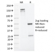 SDS-PAGE analysis of purified, BSA-free MLH1 antibody as confirmation of integrity and purity.