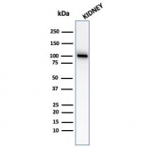Western blot testing of human kidney lysate with CD10 antibody (clone MME/2579). Routinely visualized at ~100 kDa.