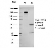 SDS-PAGE analysis of purified, BSA-free CD10 antibody (clone MME/2579) as confirmation of integrity and purity.