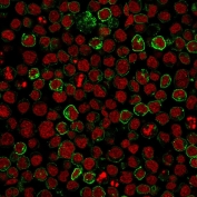 Immunofluorescent staining of human Ramos cells with CD10 antibody (clone MME/1620, green) and Reddot nuclear stain (red).