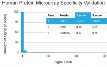 Analysis of HuProt(TM) microarray containing more than 19,000 full-length human proteins using CALB1 antibody (clone CALB1/3333). These results demonstrate the foremost specificity of the CALB1/3333 mAb. Z- and S- score: The Z-score represents the strength of a signal that an antibody (in combination with a fluorescently-tagged anti-IgG secondary Ab) produces when binding to a particular protein on the HuProt(TM) array. Z-scores are described in units of standard deviations (SD's) above the mean value of all signals generated on that array. If the targets on the HuProt(TM) are arranged in descending order of the Z-score, the S-score is the difference (also in units of SD's) between the Z-scores. The S-score therefore represents the relative target specificity of an Ab to its intended target.