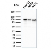 Western blot testing of human cell lysates with MSH2 antibody. Expected molecular weight: ~105 kDa.