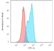 Flow cytometry testing of permeabilized human A549 cells with MSH2 antibody; Red=isotype control, Blue= MSH2 antibody.