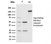 SDS-PAGE analysis of purified, BSA-free MSH2 antibody as confirmation of integrity and purity.
