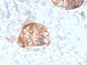 IHC staining of FFPE human kidney with recombinant MTAP antibody. HIER: boil tissue sections in pH 9 10mM Tris with 1mM EDTA for 20 min and allow to cool before testing.