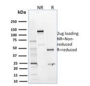 SDS-PAGE analysis of purified, BSA-free MTF1 antibody (clone MTF1/2649) as confirmation of integrity and purity.