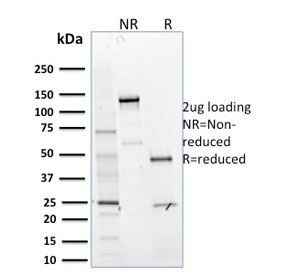 SDS-PAGE analysis of purified, BSA-free MTF1 antibody as confirm