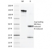 SDS-PAGE analysis of purified, BSA-free MUC1 antibody (clone VU-11D1) as confirmation of integrity and purity.