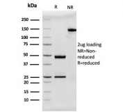 SDS-PAGE analysis of purified, BSA-free recombinant MUC2 antibody (clone rMLP/842) as confirmation of integrity and purity.
