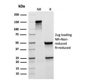 SDS-PAGE analysis of purified, BSA-free recombinant MUC5AC antibody (clone rMUC5AC/3779) as confirmation of integrity and purity.