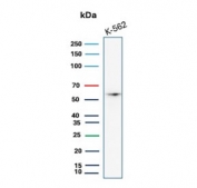 Western blot testing of human K562 cell lysate with recombinant c-Myc antibody. Theoretical molecular weight: ~50 kDa but routinely observed at 50~70 kDa.