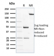 SDS-PAGE analysis of purified, BSA-free NCAM antibody (clone ERIC-1) as confirmation of integrity and purity.
