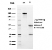 SDS-PAGE analysis of purified, BSA-free PDL1 antibody (clone PDL1/2741) as confirmation of integrity and purity.