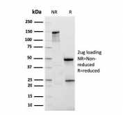 SDS-PAGE analysis of purified, BSA-free NKX3.1 antibody (clone NKX3.1/2836) as confirmation of integrity and purity.