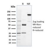 SDS-PAGE analysis of purified, BSA-free NRF1 antibody (clone NRF1/2608) as confirmation of integrity and purity.