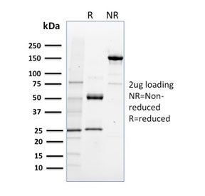 SDS-PAGE analysis of purified, BSA-free NRF1 antibody as confirmation of integrity and purity.