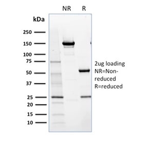 SDS-PAGE analysis of purified, BSA-free NRF1 antibody as confirmation of integrity and purity.