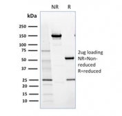 SDS-PAGE analysis of purified, BSA-free NRF1 antibody (clone NRF1/2609) as confirmation of integrity and purity.
