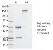 SDS-PAGE analysis of purified, BSA-free YB-1 antibody (clone YBX1/2430) as confirmation of integrity and purity.