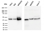 Western blot testing of human and mouse samples with PD-L1 antibody (clone PDL1/2744). Predicted molecular weight ~34 kDa (unmodified), 45-70 kDa (glycosylated).