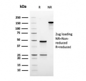SDS-PAGE analysis of purified, BSA-free recombinant ODC1 antibody (clone rODC1/485) as confirmation of integrity and purity.