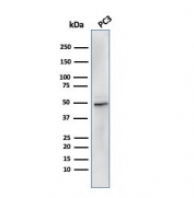 Western blot testing of human PC-3 cell lysate with recombinant ODC1 antibody (clone rODC1/485). Predicted molecular weight ~51 kDa.