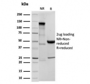 SDS-PAGE analysis of purified, BSA-free recombinant ODC1 antibody (clone ODC1/3636R) as confirmation of integrity and purity.