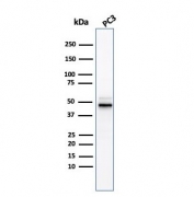 Western blot testing of human PC-3 cell lysate with recombinant ODC1 antibody. Predicted molecular weight ~51 kDa.