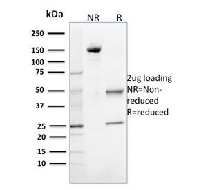 SDS-PAGE analysis of purified, BSA-free OGG1 antibody as confirmation of integri