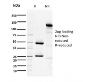 SDS-PAGE analysis of purified, BSA-free ORC1 antibody (clone 7F6/1) as confirmation of integrity and purity.