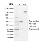 SDS-PAGE analysis of purified, BSA-free Langerin antibody as confirmation of integrity and purity.